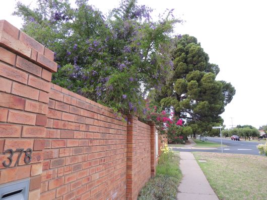 Flowering Eykalipts at Wall